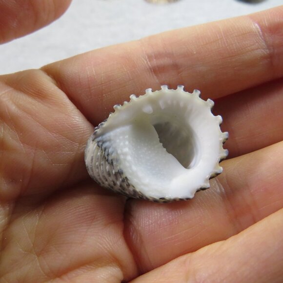 Black & White and Patterned REAL Sea Shells variety of sizes and styles - Picture 6 of 16